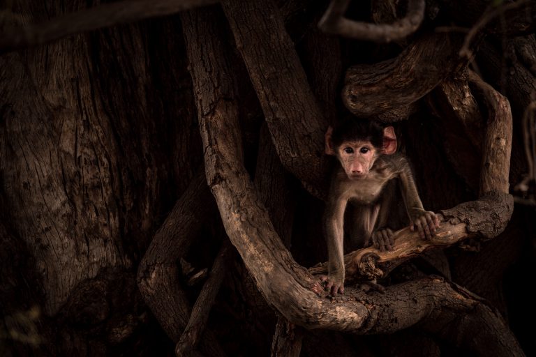 Jeune babouin dans les branches © Valentin Pacaut