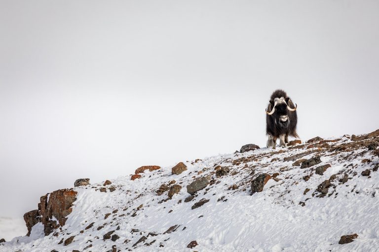 Valentin Pacaut Observing each other