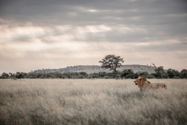 Dans la plaine de Savuti © Valentin Pacaut
